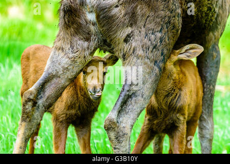 Alci (Alces alces). Close up twin vitelli lattanti di loro madre. Foto Stock