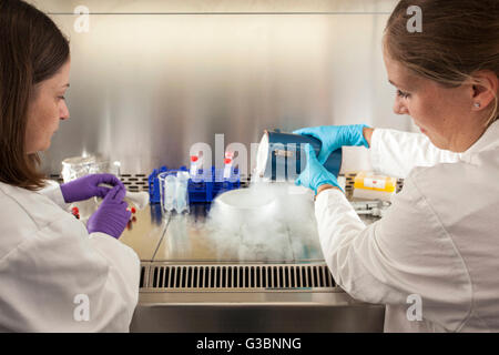 Isolamento di RNA in un laboratorio di genetica. Foto Stock