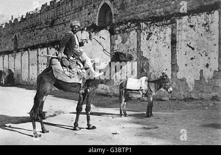 Fella con cammello e asino, Gerusalemme Foto Stock