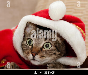 Tabby Cat con Santa Costume che guarda lontano Foto Stock