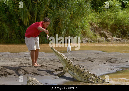 Un giovane uomo di alimentare un coccodrillo sulla riva di un fiume in Costa Rica Foto Stock