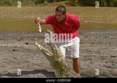 Un giovane uomo di alimentare un coccodrillo sulla riva di un fiume in Costa Rica Foto Stock