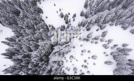Vista aerea di alberi innevati al Ibergeregg Pass. Un piccolo fiume divide gli alberi nel nord-ovest e sud-est sezioni. Foto Stock