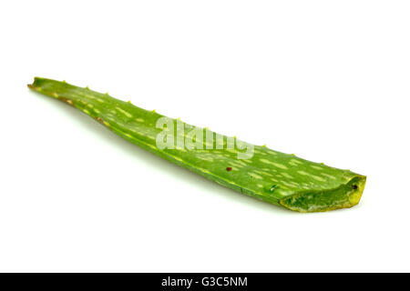 Il verde Aloe foglie fresche, isolato su sfondo bianco, con spazio di copia Foto Stock