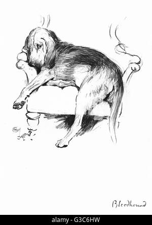 Illustrazione di un cane del sangue di Cecil Aldin Foto Stock