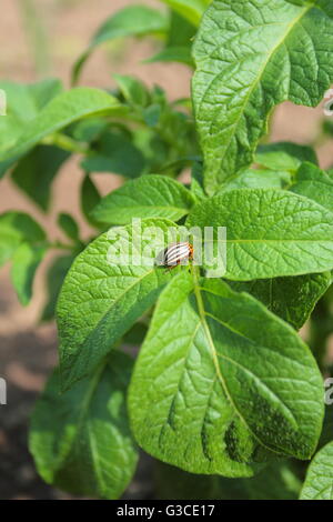 Il Colorado potato beetle su un verde foglia di patate Foto Stock