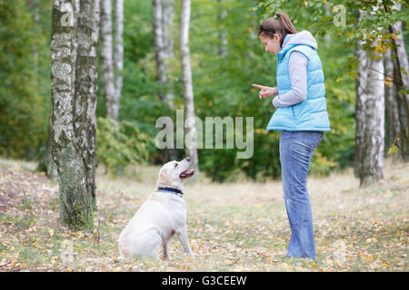 Bella donna di addestramento del cane Razza labrador retriever Foto Stock