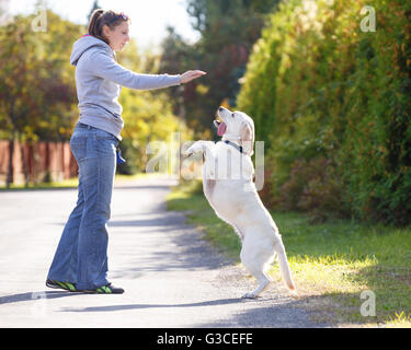 Bella donna di addestramento del cane Razza labrador retriever Foto Stock