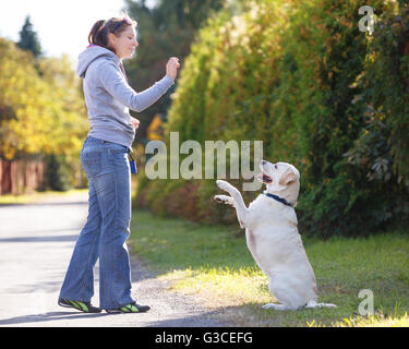 Bella donna di addestramento del cane Razza labrador retriever Foto Stock