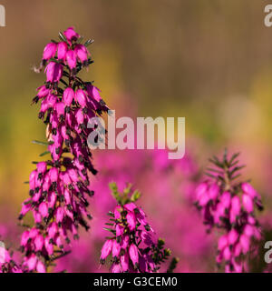 Bellissimi fiori Myretoun Ruby.Erica carnea, fotografia macro Foto Stock