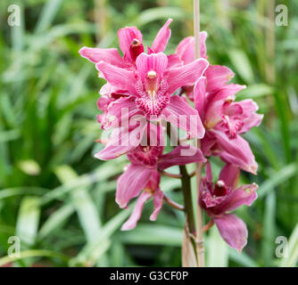 Orchidea con viola e bianco su madeira isola portoghese Foto Stock