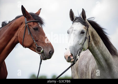 Due cavalli, bianco e chesnut Foto Stock