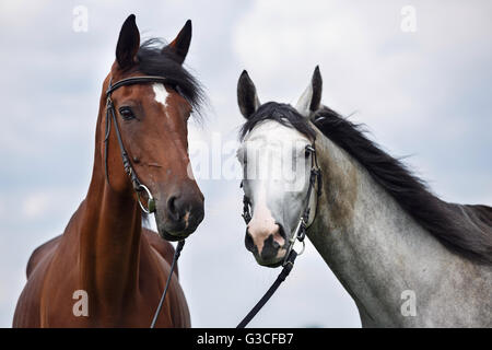 Due cavalli, bianco e chesnut Foto Stock