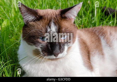 Gatto Siamese all'aperto Foto Stock