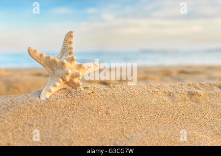 Stella di mare sulla spiaggia sotto la luce del sole. Foto Stock