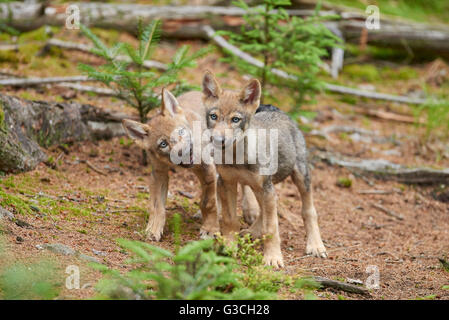 Eurasian Wolf, Canis lupus lupus, giovane animale, laterali, con testa Foto Stock