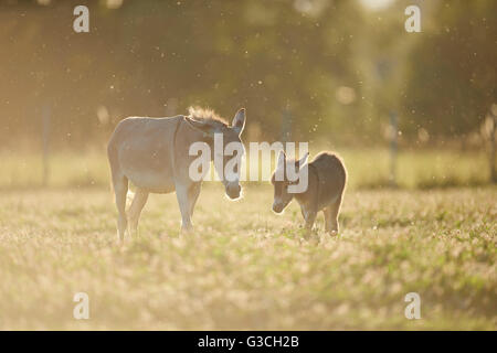 Asino, Equus asinus asinus, madre e puledro, prato, giacciono lateralmente, Foto Stock