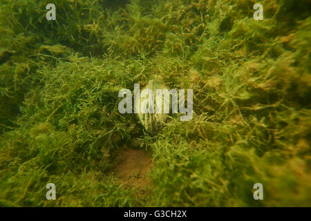 Fiume cozza, swan cozza (Anodonta cygnea), cava pond, Germania, Foto Stock