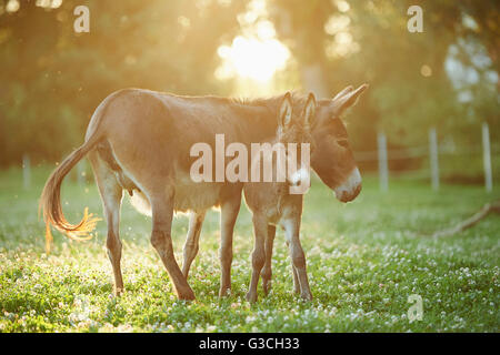 Asino, Equus asinus asinus, madre e puledro, prato, è sdraiato lateralmente, Foto Stock