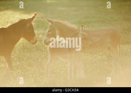 Asino, Equus asinus asinus, madre e puledro, prato, è lateralmente permanente Foto Stock