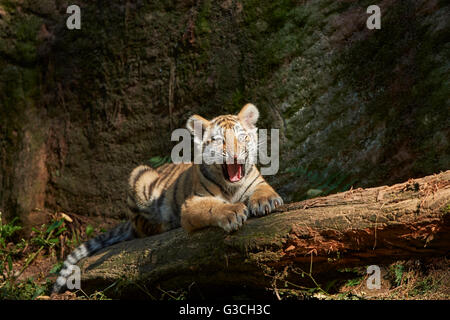 Tigre Siberiana, Panthera tigris altaica, giovane animale, il tronco di albero, con testa, è disteso e sbadigli, guardando alla fotocamera Foto Stock