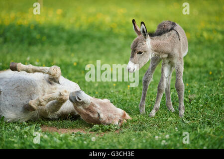 Asino, Equus asinus asinus, madre e puledro, prato, sono distesi e lateralmente permanente Foto Stock