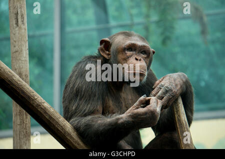 Malinconici monkey, seduti, scimpanzé, Pan troglodytes Foto Stock