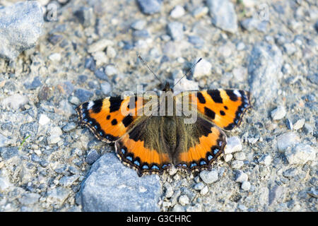 Farfalla sulla terra, Lepidoptera Foto Stock