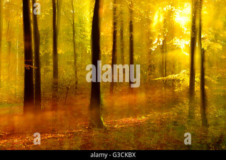 Sunny bosco di latifoglie in pieno i colori autunnali, abstract studio [M] Foto Stock