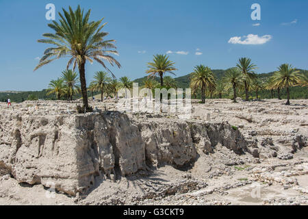 Israele, Meghiddo, parco nazionale, sito di scavo, liquidazione, prima Età del Bronzo, sito di ricerca, UNESCO-patrimonio culturale mondiale, palme Foto Stock