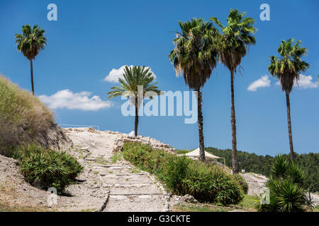 Israele, Meghiddo, parco nazionale, sito di scavo, liquidazione, prima Età del Bronzo, sito di ricerca, UNESCO-patrimonio culturale mondiale, palme Foto Stock