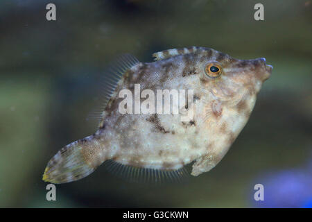 Setola filefish coda, Acreichthys tomentosus Foto Stock