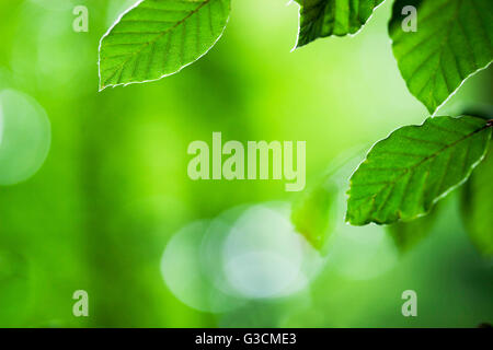 Faggi in estate, foglie verdi, foresta Foto Stock