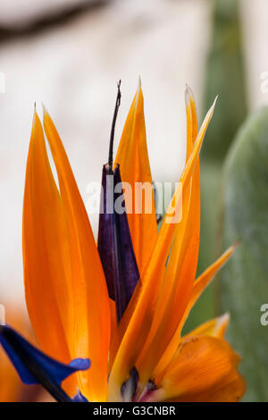 Strelitziaceae, strelitzia reginae close up. Foto Stock