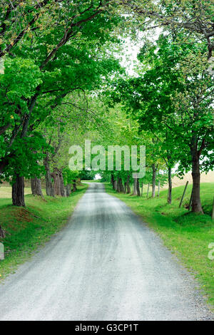 Un generico paese lane road con i campi, recinzione e alberi in primavera Foto Stock