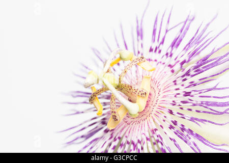 Close up di passiflora, aka Maypop, una pianta perenne è originaria del Nord Carolina. Foto Stock