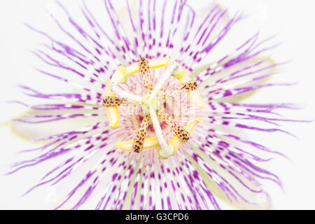 Close up di passiflora, aka Maypop e albicocca vitigno, è una pianta perenne originaria del Nord Carolina. Foto Stock