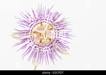 Fiore della passione, aka Maypop, nativo di North Carolina. Elevato La chiave fotografia con sfondo bianco. Foto Stock