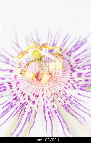 Viola fiore della passione close up, aka Maypop, nativo di North Carolina. Foto Stock