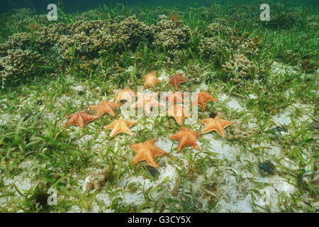 Cluster di stelle marine sotto l'acqua, cuscino stella di mare, Oreaster reticulatus, sul fondale marino con turtlegrass e corallo, Mar dei Caraibi Foto Stock