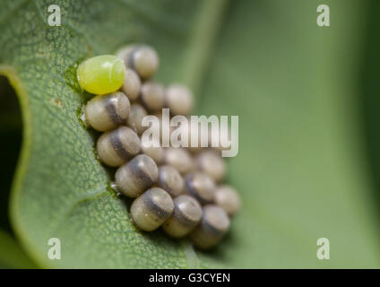 Fresca di cui ginestre scudo Bug uova (Piezodorus lituratus) su una foglia di quercia Foto Stock