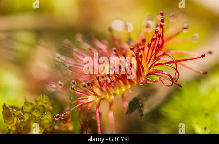 Round-lasciava Sundew (Drosera rotundifoliain wet brughiera, Surrey, Regno Unito Foto Stock