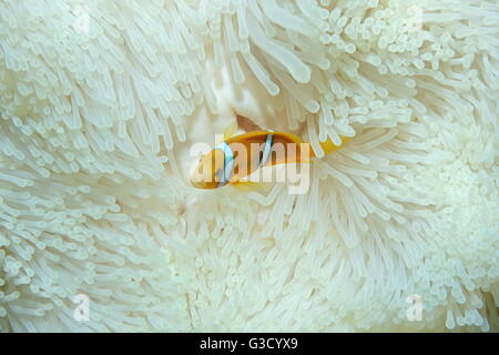 Un bambino pesce tropicale arancio-pinna, anemonefish Amphiprion chrysopterus, in tentacoli di anemone, oceano pacifico, Polinesia Francese Foto Stock