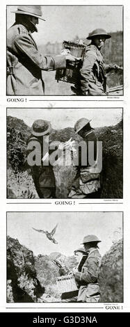 Piccioni per messaggi WWI Foto Stock