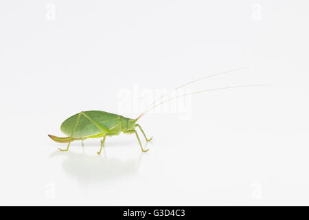 Vista laterale del grande verde katydid insetto con grandi ovipositor e lunghe antenne con sfondo bianco Foto Stock