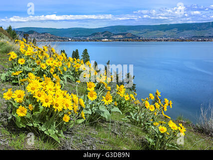 Lago Okanagan di Kelowna British Columbia Canada con Balsamroot fiori in primo piano su un giorno di primavera Foto Stock
