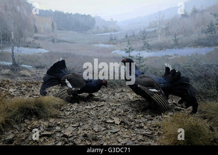 Farcite diorama della fauna selvatica all'interno del Museo Nazionale di Storia Naturale nel centro di Kiev Ucraina Foto Stock