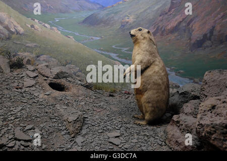 Farcite diorama della fauna selvatica all'interno del Museo Nazionale di Storia Naturale nel centro di Kiev Ucraina Foto Stock