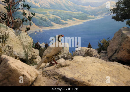 Farcite diorama della fauna selvatica all'interno del Museo Nazionale di Storia Naturale nel centro di Kiev Ucraina Foto Stock