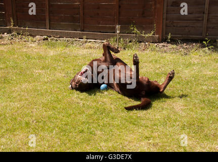 Close up foto di marrone, rosso,cioccolato Labrador Cani giocando con la palla in giardino e in rotolamento sulla sua schiena Foto Stock